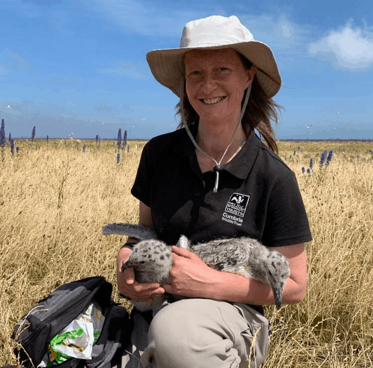 Sarah Dalrymple and first gulls ringed since 2015 at South Walney Nature Reserve this July © Cumbria Wildlife Trust