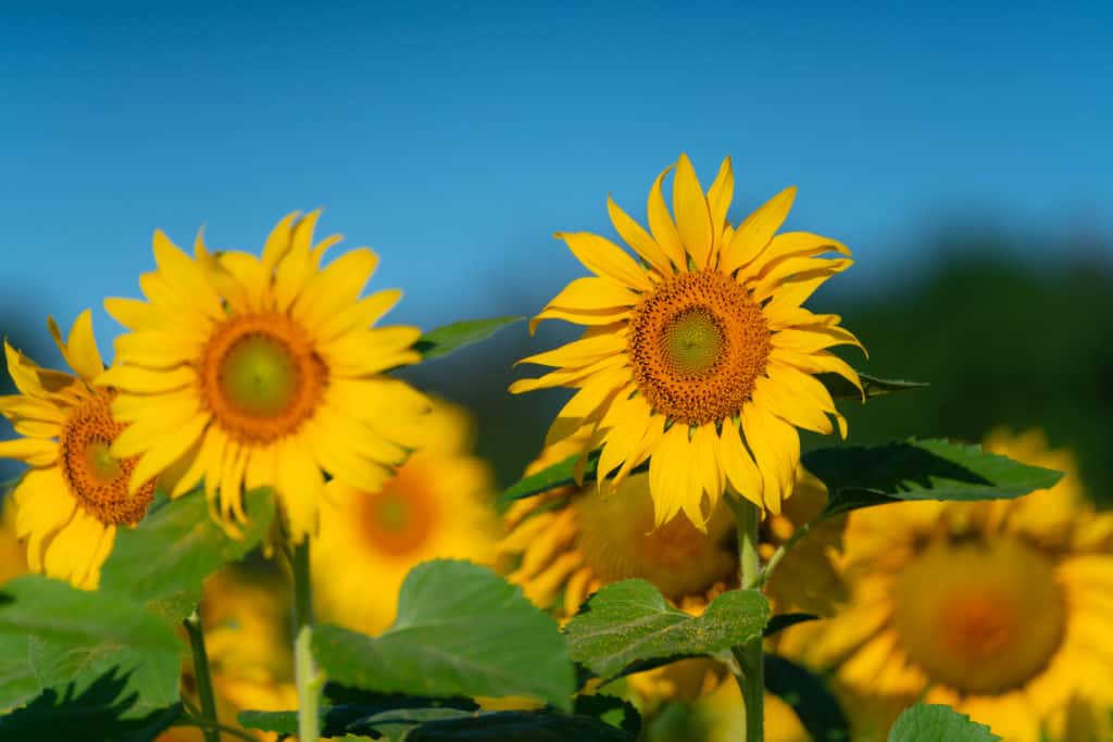 A Cumbrian hospice is to host a sunflower display to raise vital funds for its end of life care. 