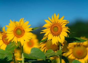 Sunflower display in memory of loved ones