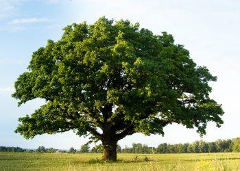£3.1 million to promote green jobs and nature recovery in east Cumbria