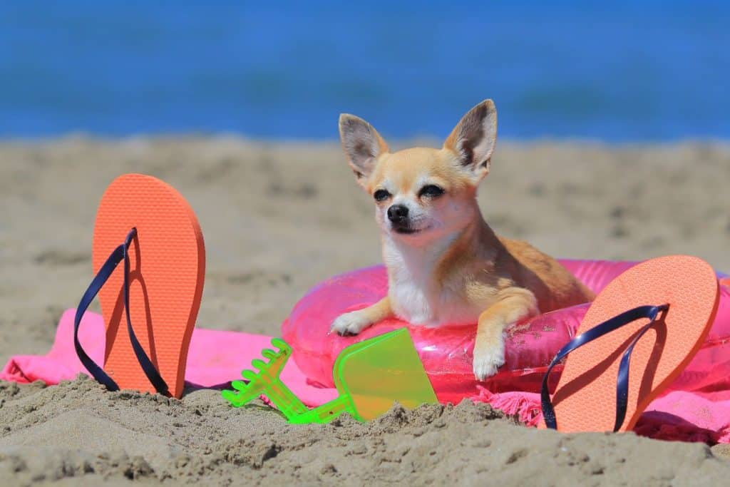 chihuahua at the beach