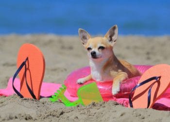 chihuahua at the beach