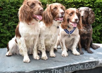 Harry, Paddy and Max next to the new bronze statue of Max, wearing his PDSA Order of Merit