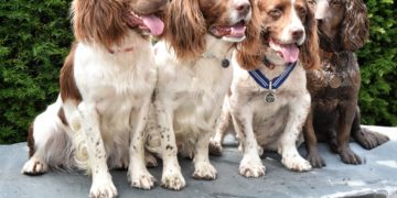 Harry, Paddy and Max next to the new bronze statue of Max, wearing his PDSA Order of Merit