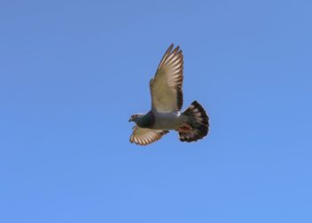 Frizington school’s £700 boost thanks to racing pigeon
