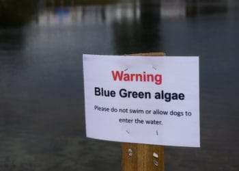 Blue green algae warning