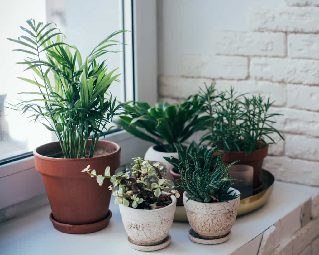A Cumbrian firm is warning plant owners about the loneliness their natural friends may face as coronavirus restrictions continue to ease.