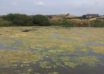 People asked to report blue-green algae after recent reports in Cumbria