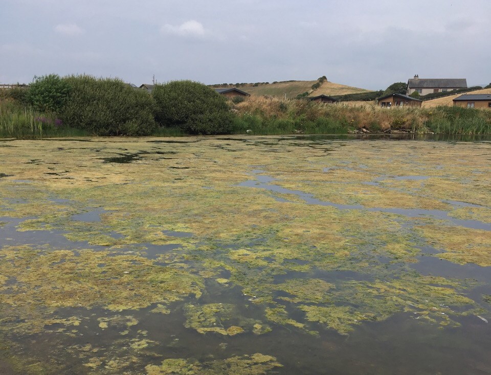People in Cumbria are being asked to report sightings of blue-green algae on a new app following recent reports in Coniston, Winderemere and other lakes in the county. 