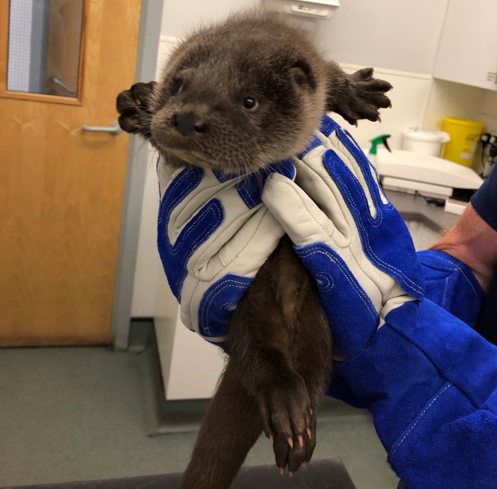 Young otter cub Windy found alone and crying for his mum in a beck near Windermere