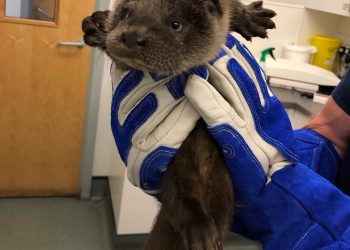 Young otter cub Windy found alone and crying for his mum in a beck near Windermere