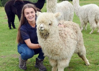 Woolly Farm staff member Abby Stamper pictured with one of the alpacas