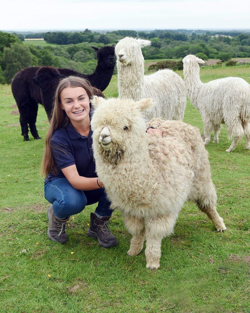 Woolly Farm staff member Abby Stamper pictured with one of the alpacas