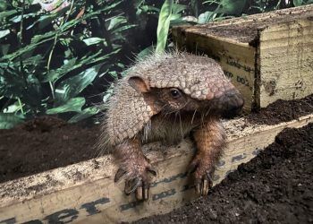 VIDEO: Patter of tiny paws at South Lakes zoo