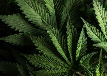 Three men charged after police seize over 1,600 suspected cannabis plants