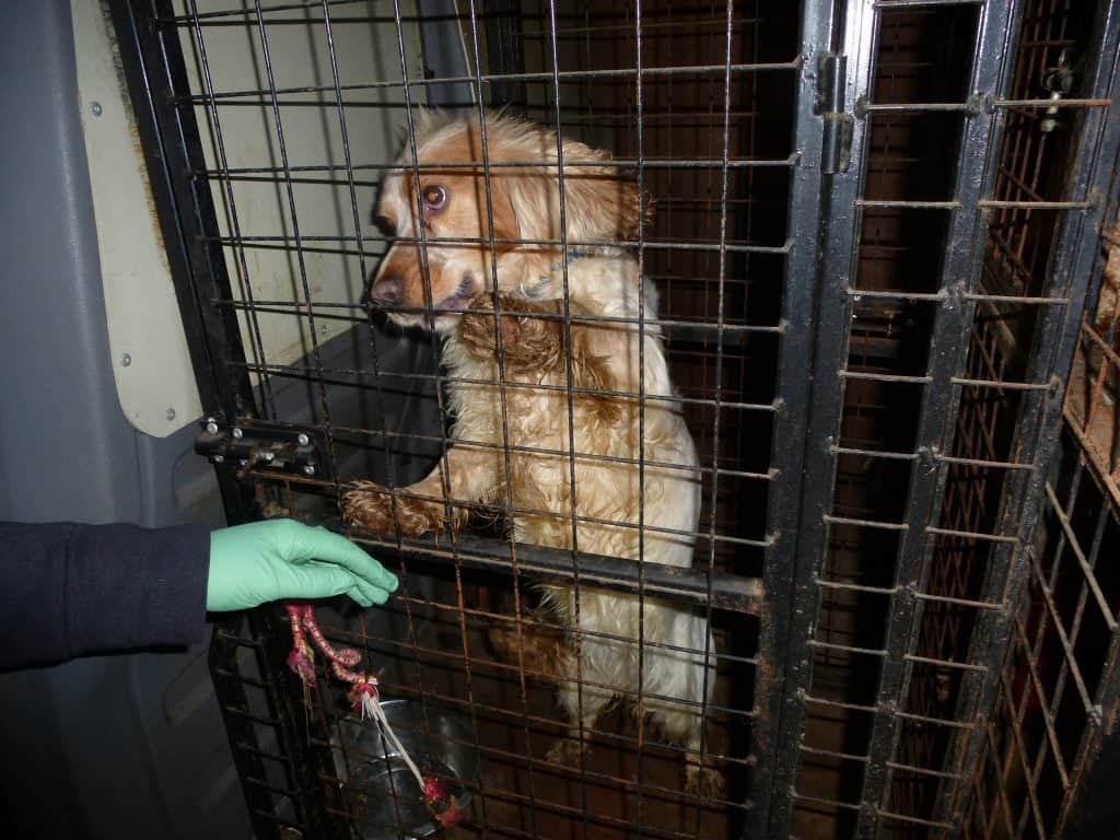 A former Carlisle woman has been given a 16 weeks prison sentence after she pleaded guilty to animal cruelty and breaches of her dog breeding and dog daycare licences. The successful prosecution of Kelly Latuskie, put forward by Carlisle City Council, was heard at Carlisle's magistrates’ court on September 8 and sentencing was held on yesterday.