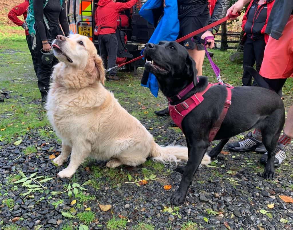 A labrador chased after a walker to get help after its owner suffered a seizure and collapsed. 