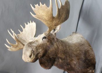 Record sporting sale for Mitchells makes £122,000