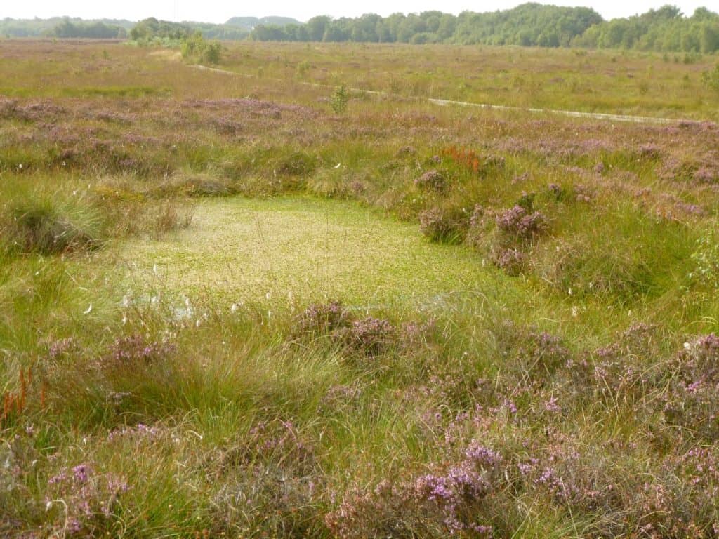 Duddon Bog pool with Sphagnum Moss