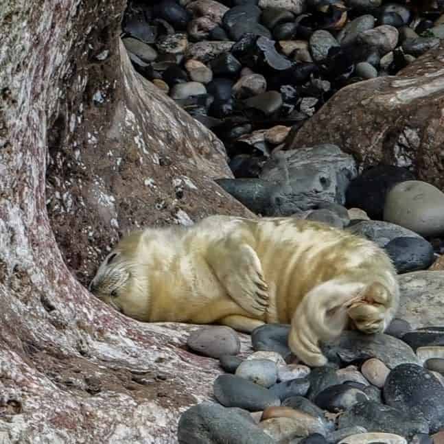 Seal pup Gwener. Picture: RSPCA