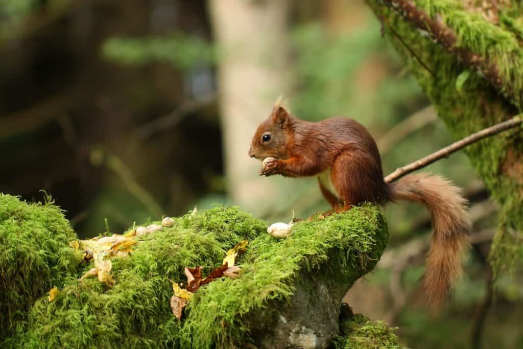 Red squirrel. Picture: Joe Kirby