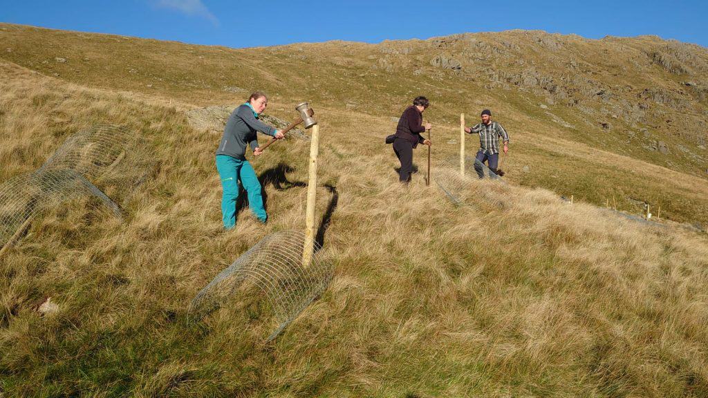 A stunning day of autumn sunshine saw 50 volunteers, task leaders and Friends of the Lake District staff come together to carry out a range of conservation tasks around Haweswater.