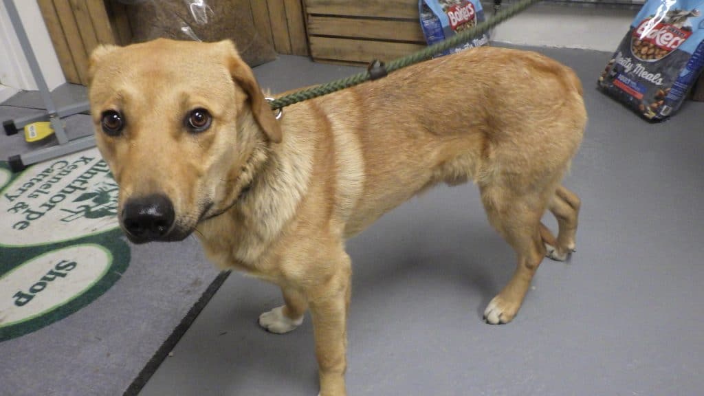Dog Loki who was kicked, punched and thrown to the ground