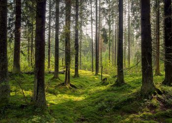 Plans to plant thousands of trees in Cumbria
