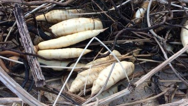The coastguard has issued a warning after confirmed sightings of a highly poisonous plant that can be fatal to humans. 