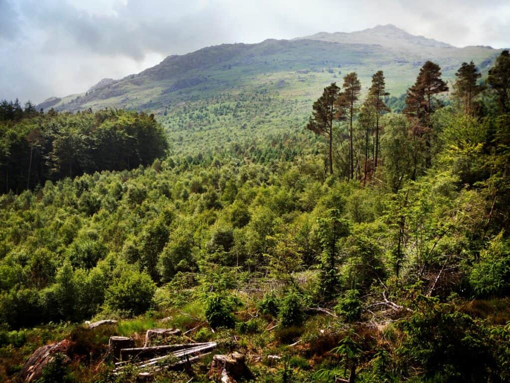 Hardknott Forest