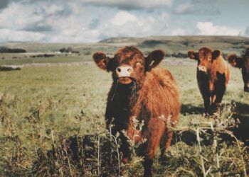 Local producers champion Westmorland Family joins Cumbria Food Awards