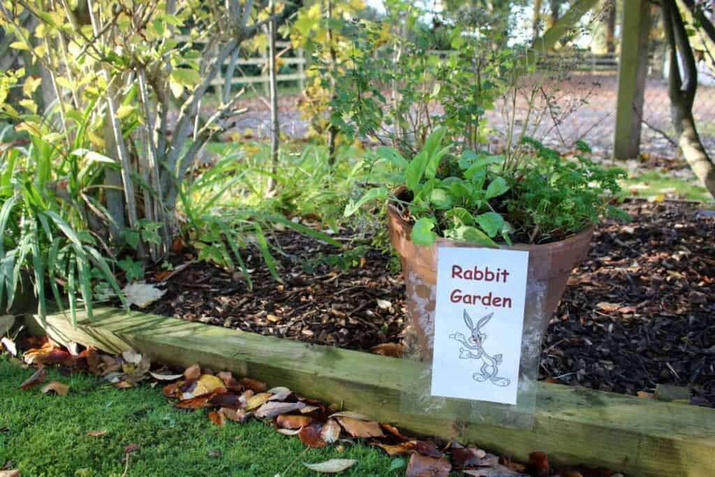 Rabbit Garden at Paragon vets