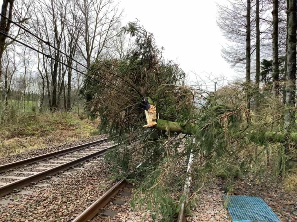 This is the tree causing the disruption on the West Coast Mainline north of Lockerbie. Overhead lines in both directions have been damaged. Picture: Network Rail Scotland