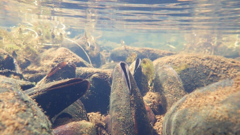 Freshwater Pearl Mussels are indicators of high quality water in rivers. Copyright: NatureScot