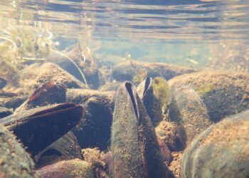 Freshwater Pearl Mussels are indicators of high quality water in rivers. Copyright: NatureScot