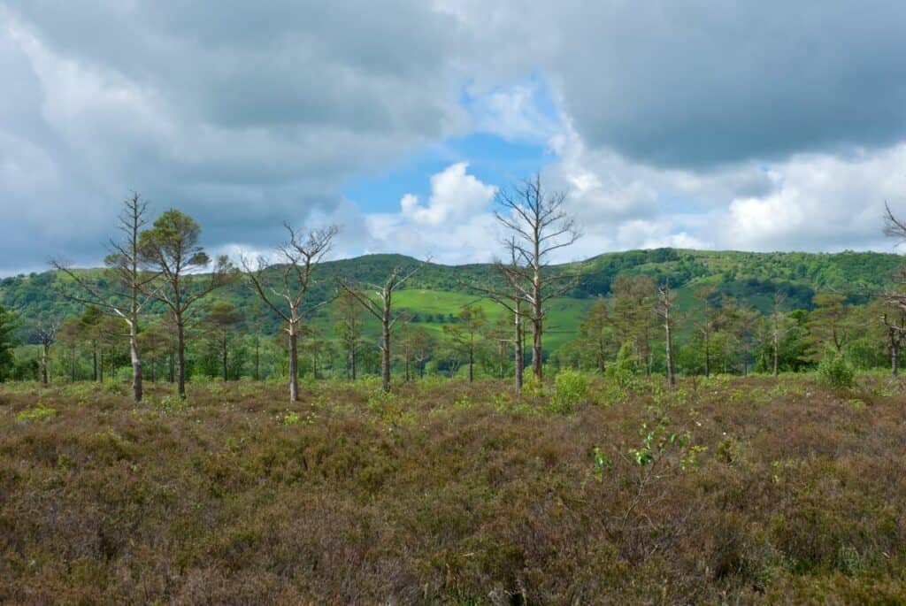 Nichols Moss Nature Reserve. Picture: John Morrison