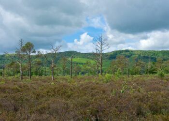Nichols Moss Nature Reserve. Picture: John Morrison