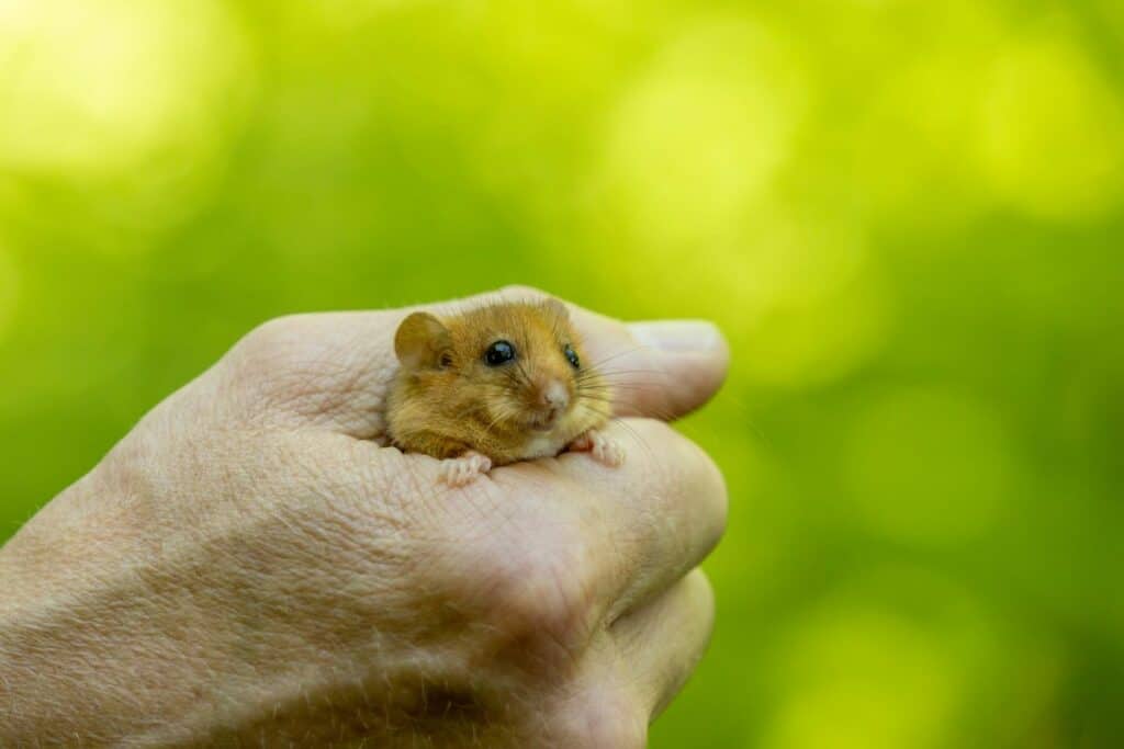 A hazel dormouse before its release in the Arnside & Silverdale AONB. Picture: Jago Miller
