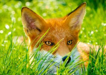 Police probe illegal foxhunting claim in Lake District