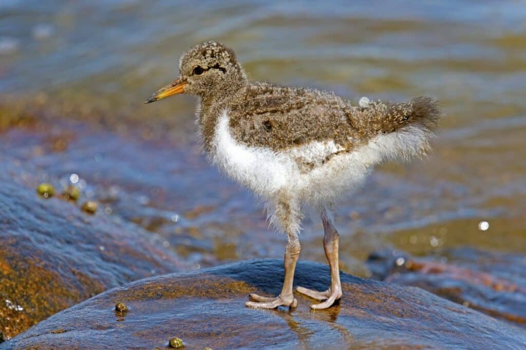 A chick oystercatcher