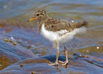 A chick oystercatcher