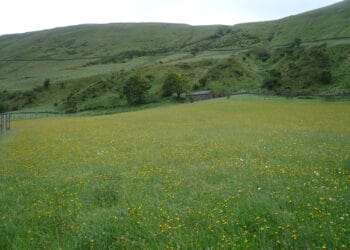 Hay Meadow at High Borrowdale