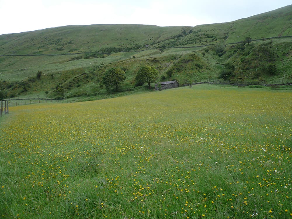 Hay Meadow at High Borrowdale