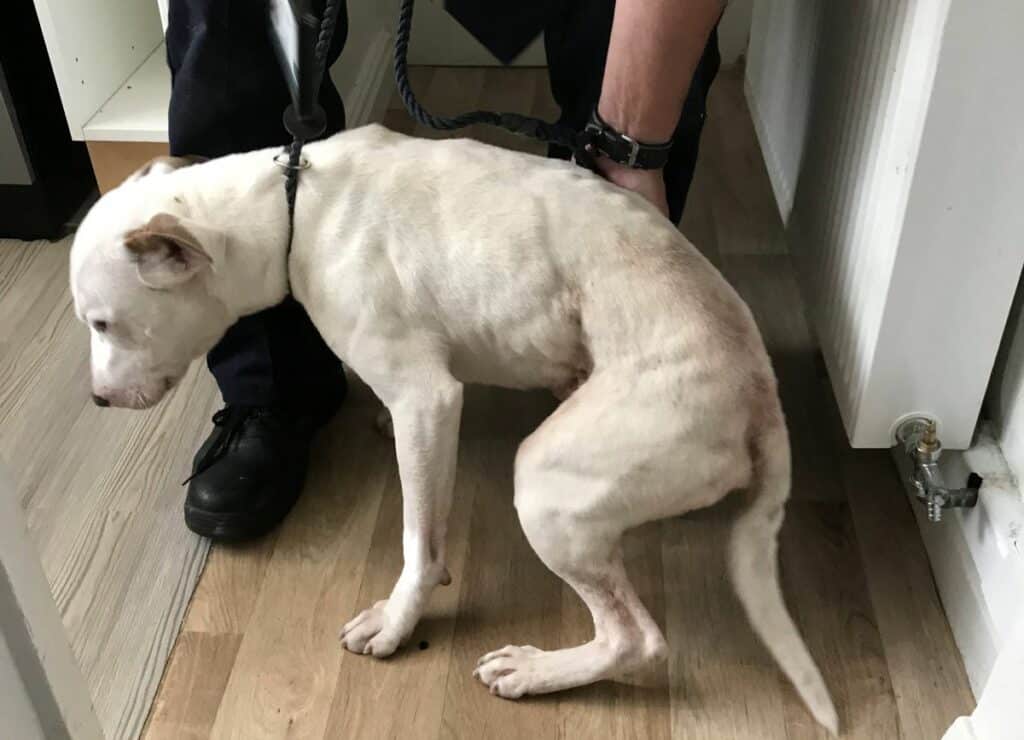 Paul Spinks has been banned from keeping animals for five years after he left his emaciated dog Snoop (pictured) locked in a property for days without food
