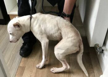 Paul Spinks has been banned from keeping animals for five years after he left his emaciated dog Snoop (pictured) locked in a property for days without food