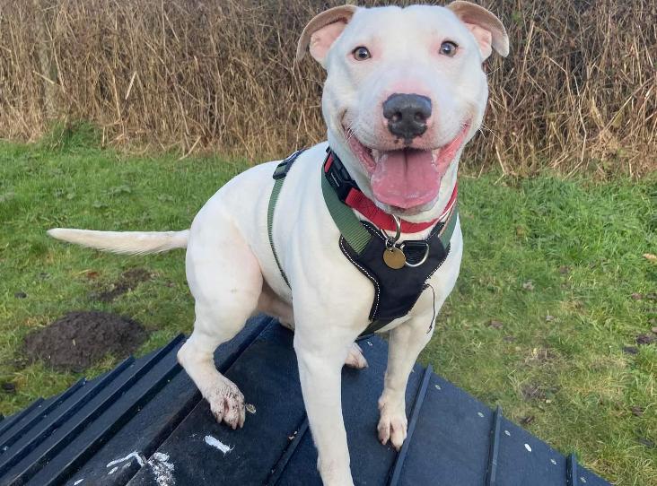 Paul Spinks has been banned from keeping animals for five years after he left his emaciated dog Snoop (pictured) locked in a property for days without food