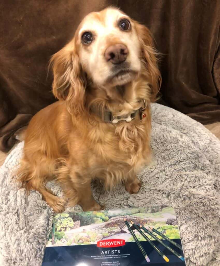 Suzy the dog from Oaktree with the competition prize of Derwent artists pencils