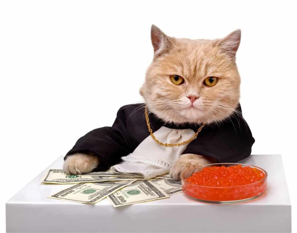 Cat in a tuxedo with a pile of cash