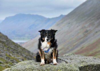 VIDEO: Search dog Skye awarded PDSA Order of Merit
