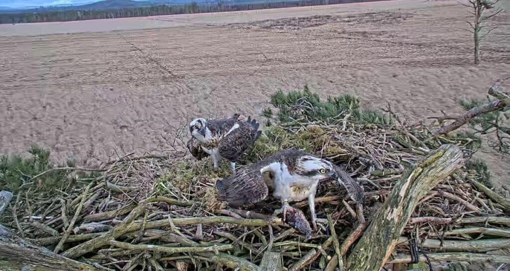 The two ospreys can be seen sitting on their nest at Foulshaw Nature Reserve